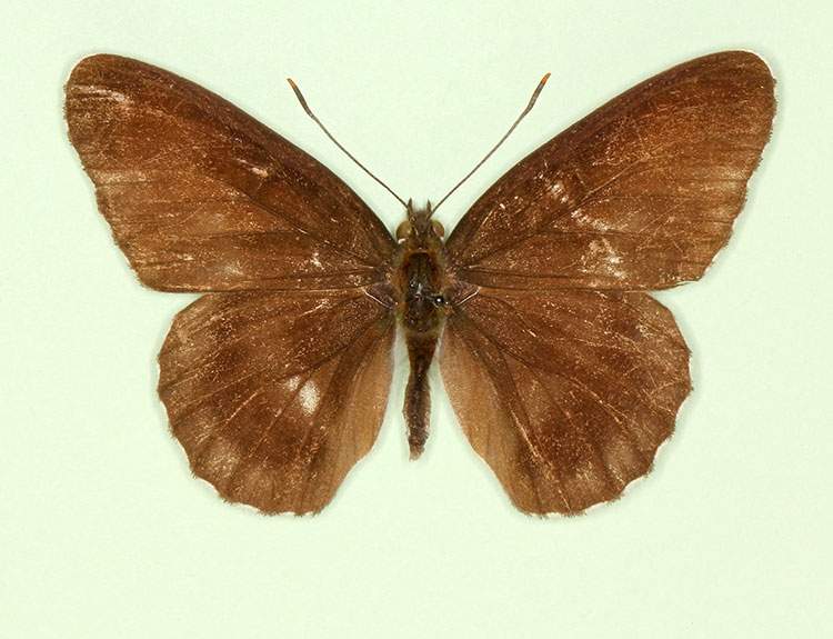Limenitis camilla male (aberrant form obliterae 5) (Internet Image property of respective owner, non-commercial use only)
